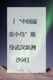 “中国最美小鸟”现身武汉新洲沙河
