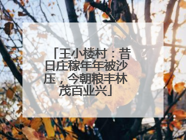 王小楼村：昔日庄稼年年被沙压，今朝粮丰林茂百业兴