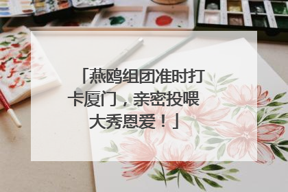 燕鸥组团准时打卡厦门，亲密投喂大秀恩爱！