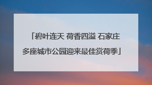 碧叶连天 荷香四溢 石家庄多座城市公园迎来最佳赏荷季