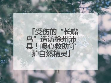 受伤的“长嘴鸟”造访徐州沛县！暖心救助守护自然精灵