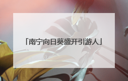 南宁向日葵盛开引游人