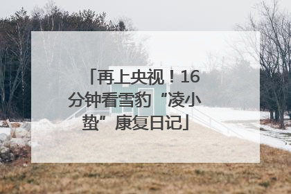 再上央视！16分钟看雪豹“凌小蛰”康复日记