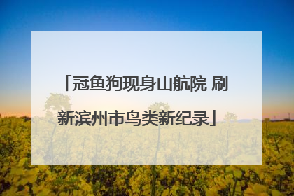 冠鱼狗现身山航院 刷新滨州市鸟类新纪录