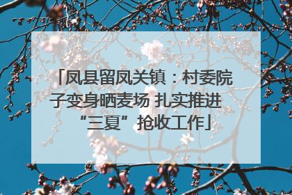 凤县留凤关镇：村委院子变身晒麦场 扎实推进“三夏”抢收工作