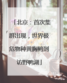 北京：首次集群出现，世界极危物种黄胸鹀到访野鸭湖
