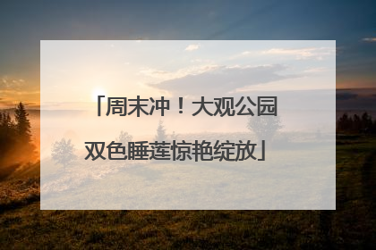 周末冲！大观公园双色睡莲惊艳绽放