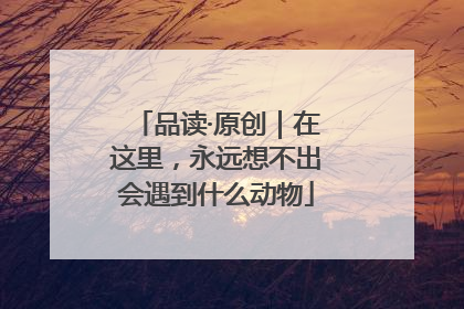 品读·原创｜在这里，永远想不出会遇到什么动物
