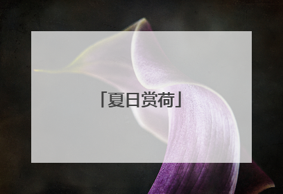夏日赏荷