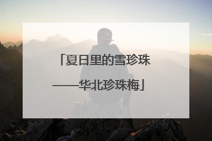 夏日里的雪珍珠——华北珍珠梅