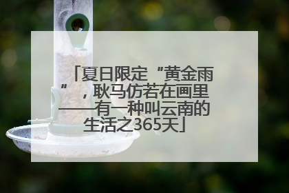 夏日限定“黄金雨”，耿马仿若在画里——有一种叫云南的生活之365天