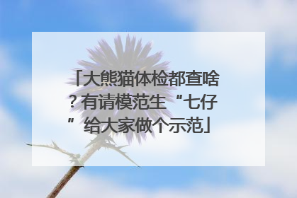 大熊猫体检都查啥？有请模范生“七仔”给大家做个示范