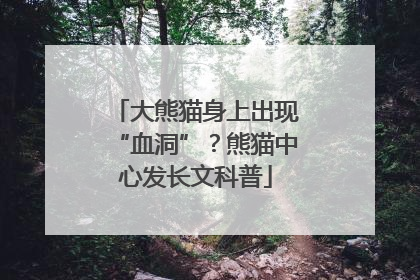 大熊猫身上出现“血洞”？熊猫中心发长文科普