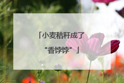 小麦秸秆成了“香饽饽”