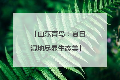 山东青岛：夏日湿地尽显生态美