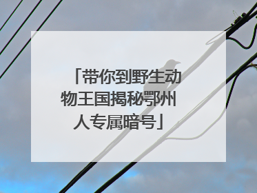 带你到野生动物王国揭秘鄂州人专属暗号