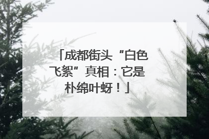 成都街头“白色飞絮”真相：它是朴绵叶蚜！