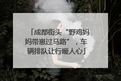成都街头“野鸡妈妈带崽过马路”，车辆排队让行暖人心