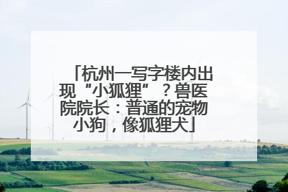 杭州一写字楼内出现“小狐狸”？兽医院院长：普通的宠物小狗，像狐狸犬
