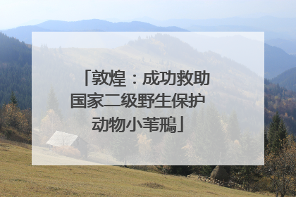 敦煌：成功救助国家二级野生保护动物小苇鳽