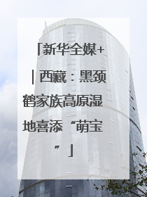 新华全媒+｜西藏：黑颈鹤家族高原湿地喜添“萌宝”