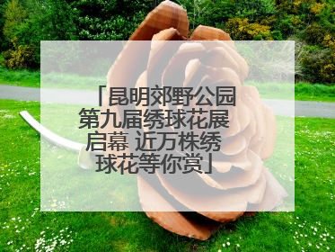 昆明郊野公园第九届绣球花展启幕 近万株绣球花等你赏