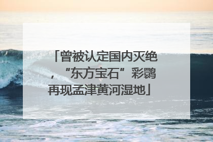 曾被认定国内灭绝，“东方宝石”彩鹮再现孟津黄河湿地