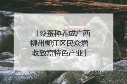 桑蚕种养成广西柳州柳江区民众增收致富特色产业