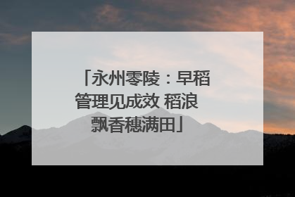 永州零陵：早稻管理见成效 稻浪飘香穗满田