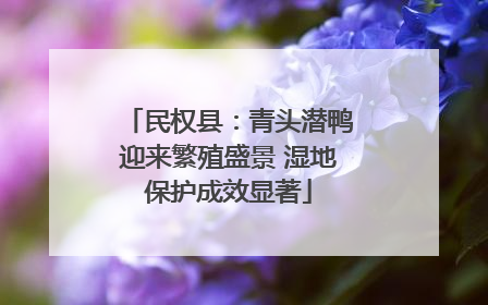 民权县：青头潜鸭迎来繁殖盛景 湿地保护成效显著