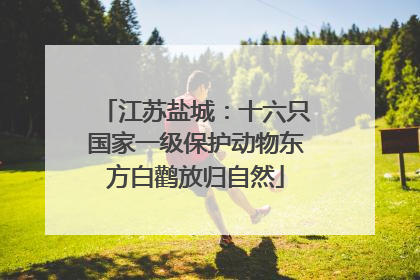 江苏盐城：十六只国家一级保护动物东方白鹳放归自然