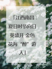 江西南昌：夏日时节向日葵盛开 金色花海“醉”游人