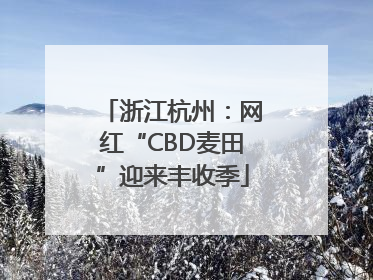 浙江杭州：网红“CBD麦田”迎来丰收季