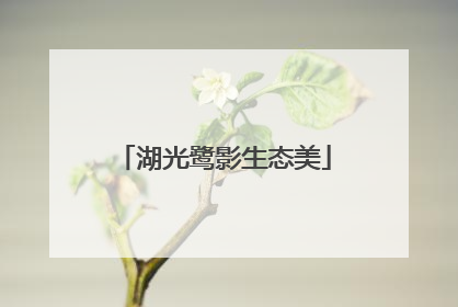 湖光鹭影生态美