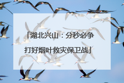 湖北兴山：分秒必争 打好烟叶救灾保卫战