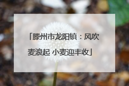 滕州市龙阳镇：风吹麦浪起 小麦迎丰收