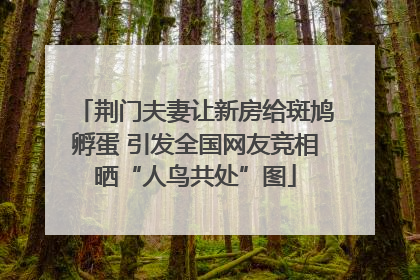 荆门夫妻让新房给斑鸠孵蛋 引发全国网友竞相晒“人鸟共处”图