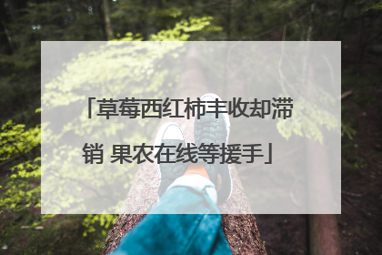 草莓西红柿丰收却滞销 果农在线等援手
