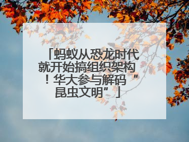 蚂蚁从恐龙时代就开始搞组织架构！华大参与解码“昆虫文明”