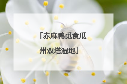 赤麻鸭觅食瓜州双塔湿地