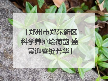 郑州市郑东新区：科学养护绘荷韵 盛景迎客绽芳华