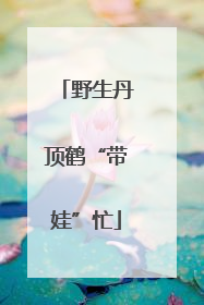 野生丹顶鹤“带娃”忙