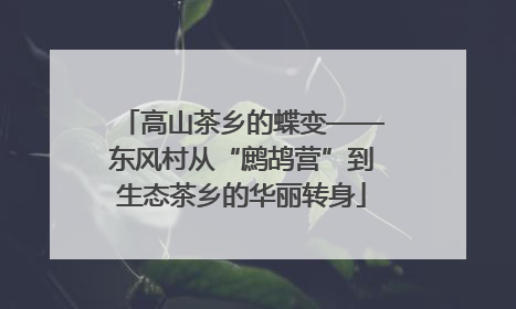 高山茶乡的蝶变——东风村从“鹧鸪营”到生态茶乡的华丽转身