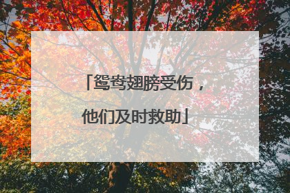 鸳鸯翅膀受伤，他们及时救助
