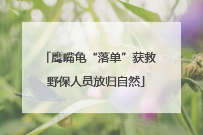 鹰嘴龟“落单”获救 野保人员放归自然