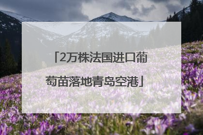 2万株法国进口葡萄苗落地青岛空港