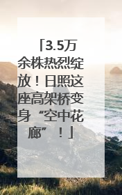 3.5万余株热烈绽放！日照这座高架桥变身“空中花廊”！